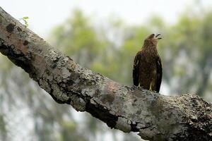 Bird Photography, Bird Picture, Most Beautiful Bird Photography, Nature Photography photo