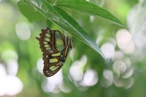 Monarch, Beautiful Butterfly Photography, Beautiful butterfly on flower, Macro Photography, Beautyful Nature photo