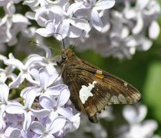 monarca, hermosa mariposa fotografía, hermosa mariposa en flor, macro fotografía, bello naturaleza foto