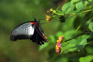 monarca, hermosa mariposa fotografía, hermosa mariposa en flor, macro fotografía, bello naturaleza foto