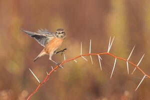 Bird Photography, Bird Picture, Most Beautiful Bird Photography, Nature Photography photo