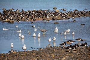 Bird Photography, Bird Picture, Most Beautiful Bird Photography, Nature Photography photo
