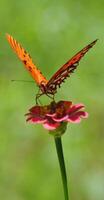 Monarch, Beautiful Butterfly Photography, Beautiful butterfly on flower, Macro Photography, Beautyful Nature photo