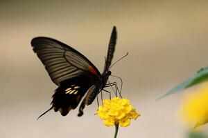 monarca, hermosa mariposa fotografía, hermosa mariposa en flor, macro fotografía, bello naturaleza foto