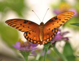 Monarch, Beautiful Butterfly Photography, Beautiful butterfly on flower, Macro Photography, Beautyful Nature photo