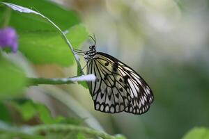 Monarch, Beautiful Butterfly Photography, Beautiful butterfly on flower, Macro Photography, Beautyful Nature photo