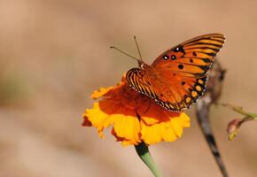 Monarch, Beautiful Butterfly Photography, Beautiful butterfly on flower, Macro Photography, Beautyful Nature photo