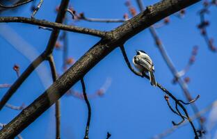 Bird Photography, Bird Picture, Most Beautiful Bird Photography, Nature Photography photo