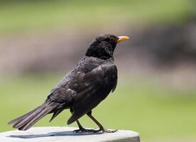 pájaro fotografía, pájaro imagen, más hermosa pájaro fotografía, naturaleza fotografía foto