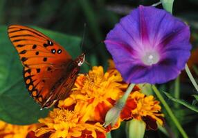 Monarch, Beautiful Butterfly Photography, Beautiful butterfly on flower, Macro Photography, Beautyful Nature photo