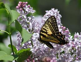 Monarch, Beautiful Butterfly Photography, Beautiful butterfly on flower, Macro Photography, Beautyful Nature photo