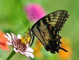 Monarch, Beautiful Butterfly Photography, Beautiful butterfly on flower, Macro Photography, Beautyful Nature photo