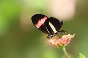 monarca, hermosa mariposa fotografía, hermosa mariposa en flor, macro fotografía, bello naturaleza foto