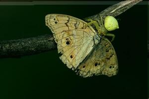 monarca, hermosa mariposa fotografía, hermosa mariposa en flor, macro fotografía, bello naturaleza foto