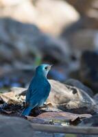 pájaro fotografía, pájaro imagen, más hermosa pájaro fotografía, naturaleza fotografía foto