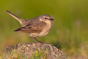 Bird Photography, Bird Picture, Most Beautiful Bird Photography, Nature Photography photo