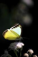 monarca, hermosa mariposa fotografía, hermosa mariposa en flor, macro fotografía, bello naturaleza foto