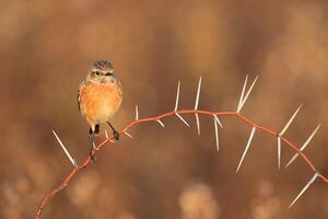 Bird Photography, Bird Picture, Most Beautiful Bird Photography, Nature Photography photo