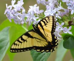 monarca, hermosa mariposa fotografía, hermosa mariposa en flor, macro fotografía, bello naturaleza foto