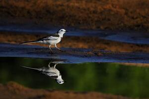 pájaro fotografía, pájaro imagen, más hermosa pájaro fotografía, naturaleza fotografía foto