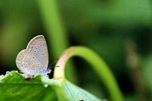 monarca, hermosa mariposa fotografía, hermosa mariposa en flor, macro fotografía, bello naturaleza foto