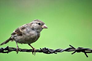 pájaro fotografía, pájaro imagen, más hermosa pájaro fotografía, naturaleza fotografía foto