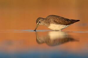 pájaro fotografía, pájaro imagen, más hermosa pájaro fotografía, naturaleza fotografía foto