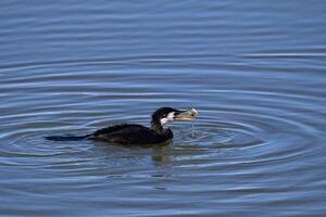 Bird Photography, Bird Picture, Most Beautiful Bird Photography, Nature Photography photo