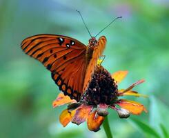 Monarch, Beautiful Butterfly Photography, Beautiful butterfly on flower, Macro Photography, Beautyful Nature photo