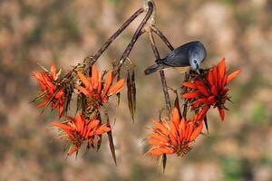 Bird Photography, Bird Picture, Most Beautiful Bird Photography, Nature Photography photo