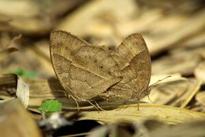 monarca, hermosa mariposa fotografía, hermosa mariposa en flor, macro fotografía, bello naturaleza foto