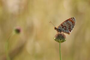 Monarch, Beautiful Butterfly Photography, Beautiful butterfly on flower, Macro Photography, Beautyful Nature photo