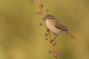 Bird Photography, Bird Picture, Most Beautiful Bird Photography, Nature Photography photo