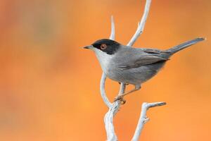 pájaro fotografía, pájaro imagen, más hermosa pájaro fotografía, naturaleza fotografía foto