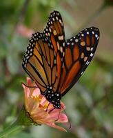 monarca, hermosa mariposa fotografía, hermosa mariposa en flor, macro fotografía, bello naturaleza foto