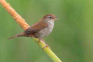 pájaro fotografía, pájaro imagen, más hermosa pájaro fotografía, naturaleza fotografía foto