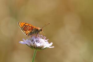 Monarch, Beautiful Butterfly Photography, Beautiful butterfly on flower, Macro Photography, Beautyful Nature photo