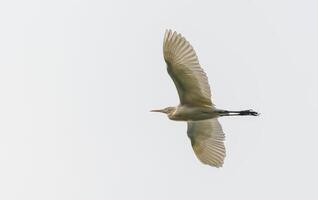 pájaro fotografía, pájaro imagen, más hermosa pájaro fotografía, naturaleza fotografía foto