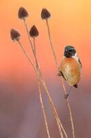 pájaro fotografía, pájaro imagen, más hermosa pájaro fotografía, naturaleza fotografía foto