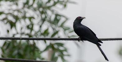 pájaro fotografía, pájaro imagen, más hermosa pájaro fotografía, naturaleza fotografía foto