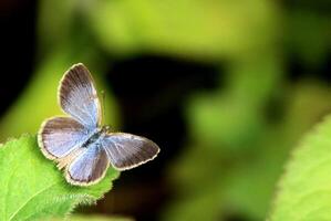 monarca, hermosa mariposa fotografía, hermosa mariposa en flor, macro fotografía, bello naturaleza foto