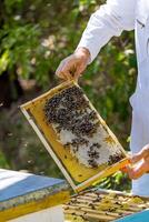 Honey frame in hands of male beekeeper. Fresh honey and many bees on cell. Apiculture concept. photo