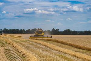 Harvesting golden summer wheat summer cereals. Combine food agriculture plants. photo