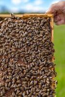 Working bees on honey cells. Frame covered with bees. Closeup view. Green grass background photo