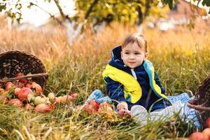 Little cute child outdoor in the garden. Sweet young boy outdoor with apples. photo