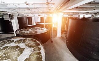 Shrimp breeding farm. Inside a shrimp farm photo