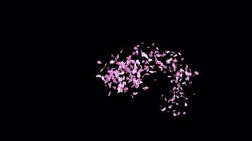 Animated Sakura Petals text letters typeface with alpha channel the character comma video