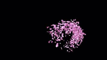 Animated Sakura Petals text letters typeface with alpha channel the character C video