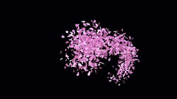 Animated Sakura Petals text letters typeface with alpha channel the character at video