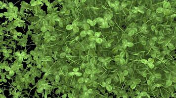 st patrick day animated Clover transition with alpha channel video